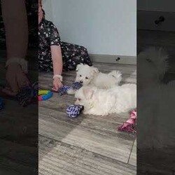 Prince/Maltese									Puppy/Male	/10 Weeks,Meet charming Prince he is so loveable and ready to meet his forever family! He has been socialized and is very good with children. Has been vet checked, vaccinated,  dewormed, microchip and comes with a health guarantee. Call or message today to make forever yours! License #4185 