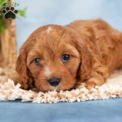 Cooper/Cavapoo									Puppy/Male	/7 Weeks,Take a look at these Cavapoo puppies—they’re absolutely adorable and ready to jump straight into your arms and your heart! These sweet little ones are family-raised, and it truly shows. The Stoltzfus children have done a wonderful job socializing them and preparing them for all the adventures the big world has to offer.