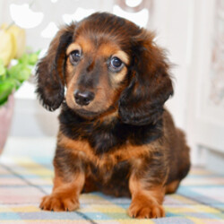 Arlo/Dachshund/Female/March 7, 2026