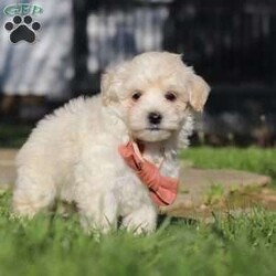 Elliot/Maltipoo									Puppy/Male	/7 Weeks,Hi, I’m Elliot! I’m an adorable Maltipoo puppy with a soft, fluffy coat and a sweet, loving personality. I’m the perfect mix of playful and cuddly—always ready for a game or just as happy to curl up in your lap for some quiet time. I’m curious about the world around me and love exploring, but I also thrive on attention and being close to my people. 