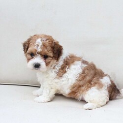 Maple/Shih-Poo									Puppy/Female	/March 15th, 2026