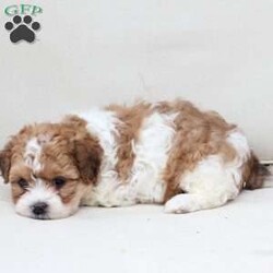 Maple/Shih-Poo									Puppy/Female	/March 15th, 2026,Maple is 1 of 2 in her litter , she has an approximate adult weight of 12 to 20 pounds . 