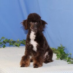 Chipmunk/Toy Poodle									Puppy/Male	/13 Weeks,These lovely chocolate poodle puppies are a precious find. Both mom and dad carry the non-fading genes, so they will keep their pretty color. The puppies are well socialized, bursting with love and joy for you! Their mom Angel, weighs in at 10 lbs. She is so sweet, and loving, and very calm for a poodle. Their dad, Fudge weighs in at 7 lbs. He is so adorable, always watchful, and ready and waiting for playtime. The puppies are up to date on their vaccinations and dewormings, and have been vet checked. Feel free to call with questions, or to set up a time to come visit them. Thanks,