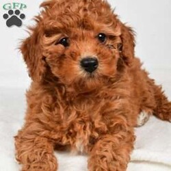 Bella/Miniature Poodle									Puppy/Female	/9 Weeks,Meet Bella, she will melt your heart with her cuteness, super sweet loving temperament and personality. 