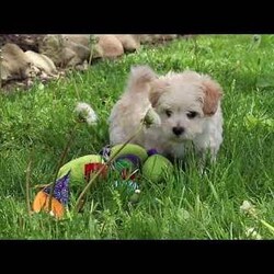 Finn/Maltipoo									Puppy/Male	/8 Weeks,Hi, I’m Finn! I’m an adorable Maltipoo puppy with a big personality packed into a small, lovable package. With my soft, fluffy coat, bright eyes, and playful spirit, I’m pretty hard to resist. I’m sweet and charming with a fun-loving, playful side—curious, spunky, and always ready for a new adventure.