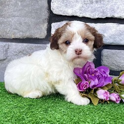 Millie/Havapoo									Puppy/Female	/7 Weeks,Hi… I’m Millie I’m a gorgeous gold sable and white Havapoo girl, born on 3/18/26, and I’ve got the best of both worlds—my mom is a purebred AKC Havanese and my dad is a purebred AKC Poodle. That means I’m not just cute… I’m smart, loving, and oh-so cuddly too. I’ve got a super sweet personality and love being around people. I’m the kind of puppy who enjoys playtime, but I really shine when it’s time to snuggle up and be close to you. I’d love to be your little companion and follow you wherever you go. I come up to date on all my shots and dewormings, I’m microchipped, and I’ll come with a health guarantee so you can feel confident bringing me home. I’m ready to fill your home with love, cuddles, and lots of happy moments Call or text to make me yours: