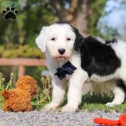 Bentley/Sheepadoodle									Puppy/Male	/6 Weeks,Hi, I’m Bentley! I’m an adorable Sheepadoodle puppy and basically a fluffy little bundle of joy. With my soft, wavy coat and bright, curious eyes, I love exploring, playing, and then curling up close for some cozy cuddle time. I’ve got a fun, gentle personality and a whole lot of love to give, and I can’t wait to make tons of happy memories with my forever family.