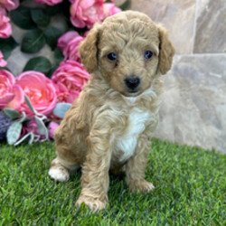 Adopt a dog:Nugget/Poodle/Female/March 21, 2026,Hi, I'm Nugget! I'm a 6-week-old male Poodle with a beautiful apricot coat, born on March 21. I'll be ready to go home to my forever family after May 23, once I'm grown enough to leave my litter. I'm AKC registered. I will bring love, laughter, and a bit of puppy mischief.