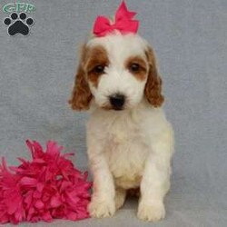 Princess-(Medium)/Goldendoodle									Puppy/Female	/7 Weeks,Prepare to fall in LOVE!!!! My name is Princess and I’m the sweetest F1b medium sized goldendoodle that you will ever find! One look into my warm, loving eyes and at my super soft fluffy coat and I’ll be sure to have captured your heart already! I’m very happy, playful and very kid friendly and I would love to fill your home with all my puppy love!! I have a very sweet personality, and I love giving kisses. I stand out above the rest with my sweet, loving personality and my beautiful red and white coat! I will come to you vet checked and up to date on all vaccinations and dewormings . I come with a 1-year guarantee with the option of extending it to a 3-year guarantee and shipping is available! My mother is Sophie, our 45# F1 miniGoldendoodle weighing 45# and my father is Benji, our sweet, kid friendly 30# Poodle! Both of my parents are on our premises and are genetic tested!! I will grow to approx. 35-40# and I will be hypoallergenic and non shedding!!!… Why wait when you know I’m the one for you? Call or text Martha to make me the newest addition to your family and get ready to spend a lifetime of tail wagging fun with me! (7% sales tax on in home pickups)