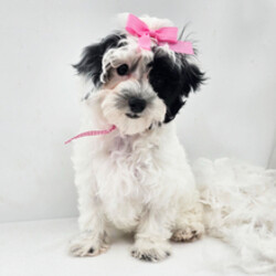 Adopt a dog:Ms Tilly/Maltipoo/Female/January 7, 2026,Hi, I'm Ms Tilly! I'm a 17-week-old female Maltipoo. My dad is a Poodle and my mom is a Maltese. I have a beautiful black & white coat, and I was born on January 7. I am ready now to plan my trip to my forever family. Once I reach my adult size, I'm expected to weigh between 5–7 lbs. I'm all set to fill your home with laughter and paw-some moments.