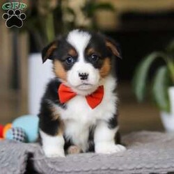 Mason/Pembroke Welsh Corgi									Puppy/Male	/8 Weeks,Hi, I’m Mason! I’m an adorable AKC Pembroke Welsh Corgi puppy with a big, happy personality packed into my short little legs. I love to play, explore, and trot around like I own the place—especially when my ears perk up and my tail wiggles with excitement. With my soft coat and bright, expressive eyes, it’s easy for me to steal hearts everywhere I go. Whether I’m chasing toys, making new friends, or curling up for cuddles, I’m always ready to bring joy, laughter, and lots of love to my forever family.