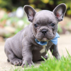 Adopt a dog:Travis/French Bulldog/Female/April 2, 2026,Hi, I'm Travis! I'm a 7-week-old male French Bulldog with a beautiful blue coat, born on April 2. I'll be ready to go home to my forever family after May 28, once I'm grown enough to leave my litter. When I reach my adult size, I should weigh between 20–25 lbs. I'm AKC registered. I'm ready to be your best friend and cuddle buddy for life.