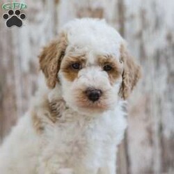 Hackman/Mini Labradoodle									Puppy/Male	/10 Weeks,This is Hackman. This handsome little guy will bring you happiness each day! Family raised, up to date on shots and dewormer, and comes with a 1 year genetic health guarantee. He’s socialized with our children, who help care for the puppies!! He comes with a small bag of food, blanket, toy and a collar. Give us a call today! We’re open Monday-Saturday 8-8 and closed on Sundays. Sunday messages will be returned on Monday. Country Echo Pets,  Raymond Lapp Sunbury Pa 17801 Pa License #17927