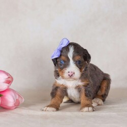 Cathy/Mini Bernedoodle									Puppy/Female	/9 Weeks,Introducing Cathy — one of the most spectacular munchkin bernedoodles for sale you will find anywhere, and a puppy whose merle coat alone is enough to leave you completely speechless. Her fur is a breathtaking canvas of soft blue-grey, chocolate, and cream tones marbled together in nature’s own abstract masterpiece. Every inch of Cathy is extraordinary, and yet somehow her personality manages to outshine even her stunning appearance.