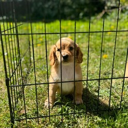 Adopt a dog:Beautiful cockapoo puppys/Cockapoo/Female/Sex: Mixed Litter,READY NOW!! I would like to introduce these beautiful, playful, adventurous puppy’s into the world looking for their forever 5* homes.