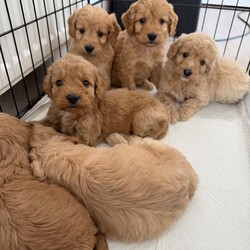 Cockapoo puppies/Cockapoo/Female/Sex: Mixed Litter,Here we have our Millie’s 6 beautiful baby’s looking for there forever future 