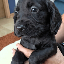 Adopt a dog:Stunning Cocker Spaniel Puppies /Cocker Spaniel/Female/Sex: Male,We have 4 stunning Cocker Spaniel Puppies looking for their new forever homes. Mum and dad have very impressive pedigree bloodlines with many Field Trial Champion's in their genes. Both mum and dad have lovely temperaments and can be seen with the puppies as they are our family pets. Each will have been microchipped, wormed from 2 weeks old, have been vet checked and will have had their first vaccination. Please get in touch for more details or to come and view our gorgeous puppies. We have 3 black males and one golden male. Thank