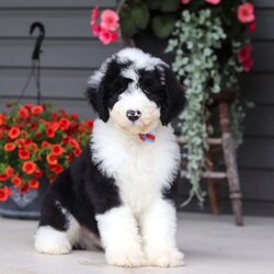 Luke/Sheepadoodle									Puppy/Male	/8 Weeks,Hi, I’m Luke! I’m an adorable Sheepadoodle puppy and basically a fluffy little bundle of joy. With my soft, wavy coat and bright, curious eyes, I love exploring, playing, and then curling up close for some cozy cuddle time. I’ve got a fun, gentle personality and a whole lot of love to give, and I can’t wait to make tons of happy memories with my forever family.