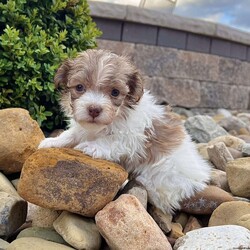 Gabby/Havanese									Puppy/Female	/10 Weeks,Hi, I’m Gabby I’m a beautiful caramel sable Havanese girl, born on 3/11/26, and I’ve got the sweetest little face with soft fluffy fur that makes everyone want to pick me up and cuddle me. I’m AKC registered and raised to be a loving companion. I’ve got a super sweet personality and love being around people. I enjoy exploring, playing, and then curling up right next to you for some quiet cuddle time. I’m the kind of puppy that will always want to be close to my family. I come up to date on all my shots and dewormings, I’m microchipped, and I’ll come with a health guarantee so you can feel confident bringing me home. I’m ready to find my forever home and be your little best friend Call or text to make me yours: 