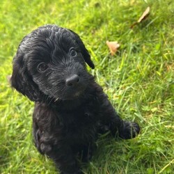 Cockerpoo puppies /Cockapoo/Female/Sex: Mixed Litter,Our Cockerpoo puppies are ready to leave and find there forever homes we have 3 males & 2 females who are very well socialised due to being raised in a family home with our children mum is our family pet Lady she is a KC registered working cocker who is full of fun & very clever Dad is a KC registered fox red miniature poodle