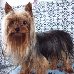 Samson/Yorkie									Puppy/Male	/7 Weeks,Meet your new BFF, Samson! This adorable Yorkie puppy is vet checked & up to date on shots & wormer. He is registered with the ACA, plus comes with a health guarantee provided by the breeder! Samson is well socialized & currently being family raised with children!