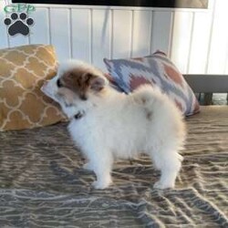 Winnie/Pomeranian									Puppy/Female	/March 10th, 2026,Hi, look at me, I’m a beautiful, and cuddly AKC Pomeranian puppy. I’m healthy, happy, and playful! I love playing with my siblings and with children! I’m vaccinated, dewormed, and microchipped. For more information or to schedule a visit to see me, call or text Neva, Monday through Saturday. All Sunday calls will be returned Monday.
