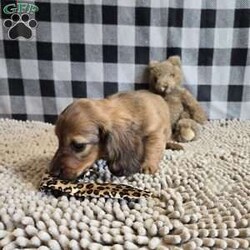 Basil/Dachshund									Puppy/Male	/March 15th, 2026,Meet Basil  a sweet little Dachshund, ACA Reg.  Vet checked and shots are up to date.    dads weight is 10.8 lbs and mom is 10.6 lbs