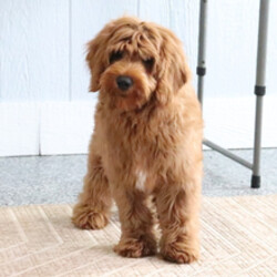 Budoy/Goldendoodle/Female/January 28, 2026