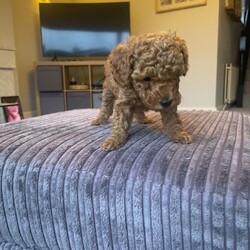Adopt a dog:Toy poodle and miniature poodle mix puppies /Toy Poodle/Female/Sex: Mixed Litter,1 cream, 1 copper, 2 tan and three black. 4 female 3 boys. (Currently 5weeks)ready in three week
