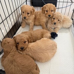Cockapoo puppies/Cockapoo/Female/Sex: Mixed Litter,Here we have our Millie’s 6 beautiful baby’s looking for there forever future 