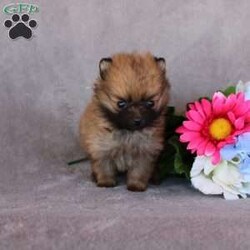 Cheddar/Pomeranian									Puppy/Male	/6 Weeks,Meet our adorable Pomeranian puppy, Cheddar born April 3rd to proud parents Casey and Rover! At 5 weeks, he weighs in just under 1lb! This fluffy little companion is very sweet, playful, and full of personality. He just has the most loving and adorable disposition. Well socialized, great with other dogs, and lovingly raised around our family and kids, this puppy has a friendly and affectionate temperament. Vet checked and up to date on shots and dewormer, this little one is ready to meet a new family. With a soft coat, bright eyes, and a loving nature, this Pomeranian puppy is sure to bring joy and companionship to a forever home. 