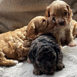 Adopt a dog:F1B Toy Cockapoos  Hypoallergenic Health tested/Cockapoo/Female/Sex: Mixed Litter,Puppies available for reservation! READY TO LEAVE 19th June! Wievings available!