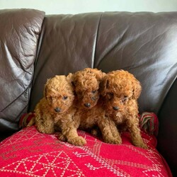 Adopt a dog:Toy poodle/Poodle/Female/Sex: Mixed Litter,Toy poodle.dad is a very tiny toy kc reg poodle and mum is a toy as well.they are defleat,will be vaccinated and microchiped.thank you.