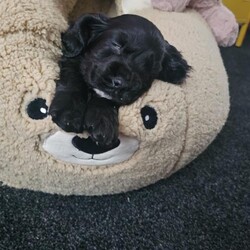 Adopt a dog:Show cocker spaniel puppy/Cocker Spaniel/Female/Sex: Female,Due to a change in our circumstances we are forced to rehome our beautiful little pup. Doris is 10weeks old and a great natured friendly girl.