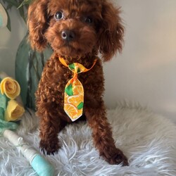 Adopt a dog:Asian Toy Poodle/Toy Poodle/Female/Sex: Male,Selling our lovely health tested boy. Both parents are Asian Toy Poodles. Very small boy, smaller than regular Toy Poodles.
