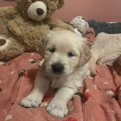 Adopt a dog:Golden retriever puppy /Golden Retriever/Female/Sex: Male,We have 1 little boy looking for his forever home, mum had 9 beautiful pups, we also have dad, they have been brought up in a loving family home with lots of love and attention, pups have had there micro chips done ready to leave mum by end of may