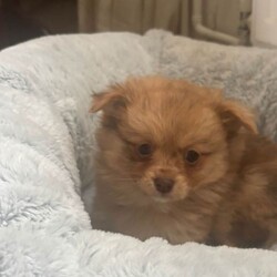 Adopt a dog:Teddy bear pomeranian x yorkiepoo pups/Pomeranian/Female/Sex: Mixed Litter,Teddy bear pomeranian X yorkiepoo puppies available boys and girls beautiful little characters bouncy little cubs super fluffy and wonderful markings Mum and dad are both at home with there fur babies Puppies are really enjoying life exploring and having cuddles each have there own amazing little personality Pups are all healthy wormed flead and microchip have been done Please contact me for viewings and more info