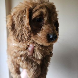Adopt a dog:beautiful cockapoos/Cockapoo/Female/Sex: Mixed Litter,Here we have a beautiful litter of 9 cockapoos. Mom is a lovely pet we have had since 8 weeks old. And dad is a minature red poodle we used as a stud. Both parents have been health tested and are clear of everything.