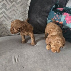 F1B Cavapoo Puppies/Cavapoo/Female/Sex: Mixed Litter,1 x boy and 1 x girl Cavapoo puppies who will be available from 19th May 2026.  These puppies have been brought up in a family home with a 7 year old boy so they are used to children and household noises.  Mum is an F1 Cavapoo and dad is a KC registered Toy Poodle who has been health checked, pictures of dad and his papers can be seen by request.  Both puppies are pure red and very active, they will be vaccinated, microchipped and wormed before they are rehomed 