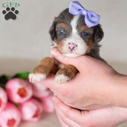 Cathy/Mini Bernedoodle									Puppy/Female	/9 Weeks,Introducing Cathy — one of the most spectacular munchkin bernedoodles for sale you will find anywhere, and a puppy whose merle coat alone is enough to leave you completely speechless. Her fur is a breathtaking canvas of soft blue-grey, chocolate, and cream tones marbled together in nature’s own abstract masterpiece. Every inch of Cathy is extraordinary, and yet somehow her personality manages to outshine even her stunning appearance.