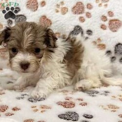 Gabby/Havanese									Puppy/Female	/10 Weeks,Hi, I’m Gabby I’m a beautiful caramel sable Havanese girl, born on 3/11/26, and I’ve got the sweetest little face with soft fluffy fur that makes everyone want to pick me up and cuddle me. I’m AKC registered and raised to be a loving companion. I’ve got a super sweet personality and love being around people. I enjoy exploring, playing, and then curling up right next to you for some quiet cuddle time. I’m the kind of puppy that will always want to be close to my family. I come up to date on all my shots and dewormings, I’m microchipped, and I’ll come with a health guarantee so you can feel confident bringing me home. I’m ready to find my forever home and be your little best friend Call or text to make me yours: 