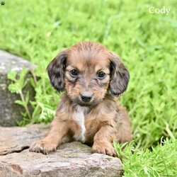 Cody/Dachshund									Puppy/Male	/8 Weeks