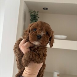 F1 toy Cavapoos red (health tested)/Cavapoo/Female/Sex: Mixed Litter,Hello and welcome to our advert here’s our adorable litter of f1 toy Cavapoos. We have both boys and girls looking for their forever homes .
