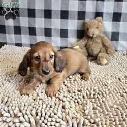Basil/Dachshund									Puppy/Male	/March 15th, 2026,Meet Basil  a sweet little Dachshund, ACA Reg.  Vet checked and shots are up to date.    dads weight is 10.8 lbs and mom is 10.6 lbs