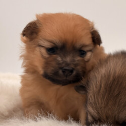 Pomeranian pups ready now /Pomeranian/Female/Sex: Mixed Litter,Beautiful litter of Pomeranian pups ready now, no time wasters, serious buyers only 