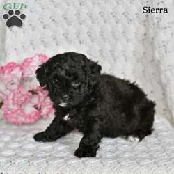 Sierra/Miniature Poodle									Puppy/Female	/6 Weeks,Sierra is an adorable Mini Poodle puppy who is looking for a loving forever home! She is sweet, playful, and full of personality, making her a wonderful companion for families, couples, or anyone looking for a loyal furry friend. Sierra loves attention and enjoys spending time with people, and she is sure to bring lots of joy and happiness to her new family.