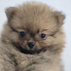 Pomeranian tedy /Pomeranian/Female/Sex: Mixed Litter,Each puppy will leave for their new home fully prepared and with all important documents.