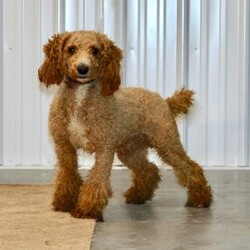 Fiasco/Mini Goldendoodle									Puppy/Male	/8 Weeks,Here comes a beautiful red Mini Goldendoodle puppy who is family raised and well socialized with children. This cutie comes up to date on shots and dewormer and is vet checked! The breeder offers a health guarantee as well. If you are searching for a cheerful puppy to add to your family contact us today!