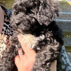Cavapoo puppies /Cavapoo/Female/Sex: Female,3 females left. Fully vet health checked, first vaccination, micro chipped and wormed. Happy little playful balls of fluff. Brought up in a house with another dog and 2 cats. Very well handled. 