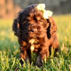 Adopt a dog:Jade/Cocker Spaniel/Female/March 29, 2026,Hi, I'm Jade! I'm a 7-week-old female Cocker Spaniel with a beautiful brown coat, born on March 29. I'll be ready to go home to my forever family after May 29, once I'm grown enough to leave my litter. When I reach my adult size, I should weigh between 15–30 lbs. I'm AKC registered. I'm excited to be your cuddle buddy and adventure pal.